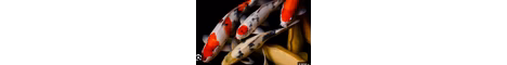 rosneyfr banner