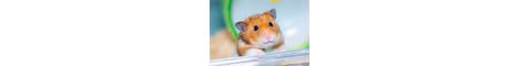 Love hamster banner