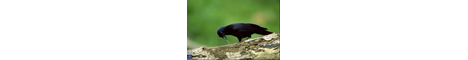 birdsmp banner