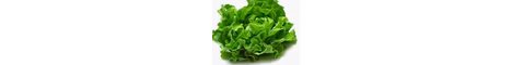 lettucecoolSMP banner