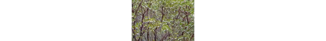 Manzanita SMP banner