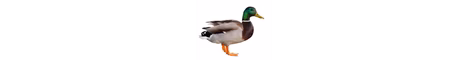 duckoland banner