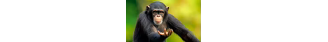 monkemc banner