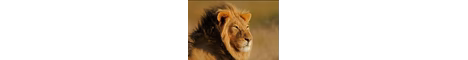 smpy banner