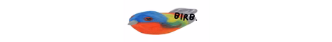 Birb smp banner