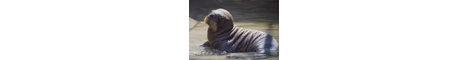 walrus smp banner