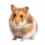 hamsterland icon