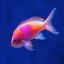 omutsu icon