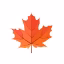 maplesmp icon