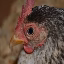 chickenworld icon