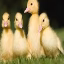 duckoland icon