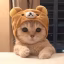 SpookMC icon