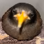 chaotic icon