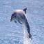 dolphinsmp icon