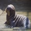 walrus smp icon