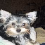 mooshland icon
