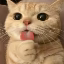 CatMC icon