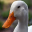 Ducks Anarchy icon