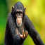 monkemc icon
